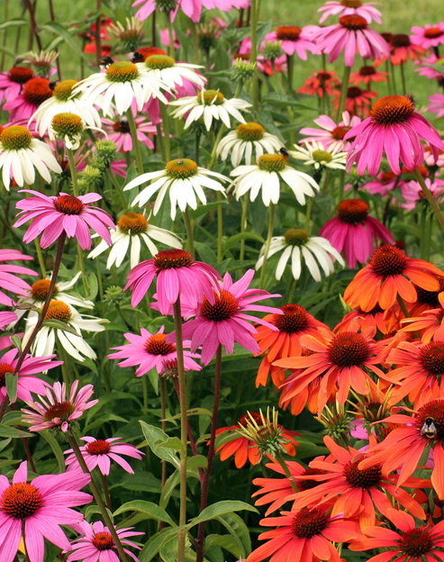 Echinacea purpurea `Cheyenne Spirit`